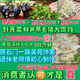 原石門(mén)一路吳苑餅家退休老師傅用初心制作野薺菜鮮筍黑毛豬大餛飩 紅色 野薺菜筍黑豬10個(gè)試吃（運費貴）
