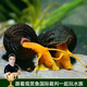 云峰海瑞 觀(guān)賞螺水族活體缸壁除藻螺魚(yú)缸除藻清淤活化床底  橙兔螺1只