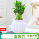 綠有意綠蘿籮桌面綠植發(fā)財樹(shù)盆栽梔子花辦公室內植物花卉多肉水培好養活 富貴竹（白色南瓜自動(dòng)吸水盆） 含盆