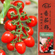 壽禾圣女果小番茄種子苗盆栽家庭種植菜種籽 濰豐紅美玉2號種子25粒