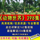 新整理【動(dòng)物世界】海底世界紀錄片高清視頻趙忠祥解說(shuō)新版398集 【熱賣(mài)】64G動(dòng)物世界398集U盤(pán)