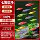 寵小俠小型熱帶魚(yú)斑馬魚(yú)燈科魚(yú)魚(yú)苗活體觀(guān)賞魚(yú)淡水好養耐活寶蓮燈孔雀魚(yú) 七彩斑馬25條（20送備損5條）