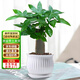 京東綠植發(fā)財(cái)樹盆栽水培桌面綠植物擺件招財(cái)單桿辦公室內(nèi)帶盆花卉源頭直發(fā)