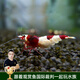 云峰海瑞黑殼蝦清潔蝦觀賞蝦 魚缸水族箱水草缸清潔除藻淡水 酒紅水晶蝦（稀有品種）2只
