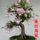京悠雨垂絲海棠花盆栽鮮花四季開(kāi)花樹(shù)苗盆景老樁花卉植物室內花綠植真花 (5年老樁)精品垂絲海棠花+肥料【四季開(kāi)花】 不含盆