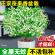 夜來(lái)香盆栽花樹(shù)苗老樁帶花苞室內外驅蚊花卉植物庭院陽(yáng)臺四季易活 3年苗夜來(lái)香+不含盆+送肥料