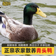 鮮其間廣東清遠純放養土鴨老鴨青頭野鴨子整只新鮮現殺水鴨麻鴨生鮮鴨肉 大青2只約8-9斤