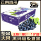 靜羽云南夏黑藍(lán)莓葡萄【順豐】無(wú)籽提子新鮮現(xiàn)摘大顆粒孕婦時(shí)令水果 夏黑葡萄5斤【一級(jí)果禮盒裝】 源頭直發(fā)