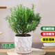 京云夢迷迭香盆栽香草室內(nèi)陽臺帶盆栽驅蚊蟲好觀葉迷迭香水紋盆源頭直發(fā)
