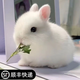 寵物侏儒兔子活物長(cháng)不大迷你兔兒童好養宿舍寵物兔荷蘭垂耳兔活體 5號圓眼侏儒兔(公母備注)