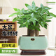 花翁招財中式盆景綠植盆栽 A級大盆三桿發(fā)財樹（綠色典雅）源頭直發(fā)