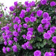 齊哲薔薇花苗無(wú)刺藤本月季特大花爬藤植物四季開(kāi)花卉盆栽玫瑰濃香庭院 新品紫色【發(fā)7顆+肥】 裸根不帶土
