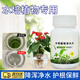 iosn水培植物凈水片碗蓮富貴竹凈水除臭殺菌消毒鮮花保鮮片植物保鮮劑 100g一瓶（約100顆左右） 改善水質(zhì)/維護植物生長(cháng)環(huán)境