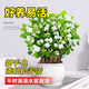 行湘茉莉花盆栽花卉綠植 茉莉花8-12株+中號豎條紋陶瓷盆 源頭直發(fā)