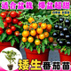 矮生番茄苗辣椒苗千禧圣女果西紅柿草莓秧苗室內陽(yáng)臺盆栽蔬菜幼苗 【小家庭】混搭買(mǎi)3送3顆發(fā)6顆 優(yōu)質(zhì)矮生苗最少兩色【帶土發(fā)貨】