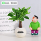 綠有意綠植室內小盆栽桌面發(fā)財樹(shù)易活四季懶人養的花吸甲醛植物幼兒園 胖發(fā)財樹(shù)【圓嘟嘟自動(dòng)吸水盆】