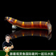 云峰海瑞 清潔魚(yú)清缸除藻工具魚(yú) 底棲魚(yú)類(lèi)觀(guān)賞魚(yú)水族寵物工具魚(yú)垃圾魚(yú) 蛇仔魚(yú)2條（3-4cm）