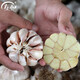 壽禾山東蒜頭大蒜種子批發(fā)四川紅皮云南東北秋冬季蔬菜種籽 農家大蒜1500g(3斤)