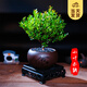開時果 小葉赤楠盆景擺件 辦公室桌面綠植花卉好養(yǎng)盆栽植物源頭直發(fā)包郵 【熱銷款】舍得紫砂盆+黑石+底座