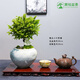 潮裕盆景真正小葉紫檀盆景室內(nèi)客廳陽臺庭院綠植老樁樹四季常青吸甲醛好養(yǎng) 小葉紫檀盆景107 帶盆栽好