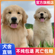 寵邁鑫純種金毛幼犬沙灘金大骨架淺色金毛活物雙血統(tǒng)高智商導(dǎo)盲犬寵物狗 寵物級(jí) 金毛 公
