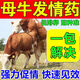 母牛促情散發(fā)情粉配種藥獸用誘情劑牛羊馬排卵交配促孕多胎素 1包【專(zhuān)治不發(fā)情】