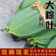 【新鮮大粽葉】特大新鮮粽葉100片箬葉包粽子葉子非干粽 新鮮大粽葉【寬8-12CM】 【真空包裝】99-100片+42.5米繩