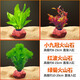 寵小島水草迷你九冠大葉綠九冠魚(yú)缸水草植物陰性新手懶人造景真草 【火山石嘗鮮特惠】小九冠+紅波+綠菊