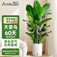 愛優(yōu)尚天堂鳥綠植盆栽客廳室內辦公室大型綠植好養(yǎng)凈化空氣源頭直發(fā)