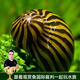 云峰海瑞 觀(guān)賞螺水族活體缸壁除藻螺魚(yú)缸除藻清淤活化床底 斑馬螺5只（皮實(shí)的清潔工）