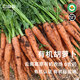 有機胡蘿卜蔬菜云南農場(chǎng)生吃沙拉細長(cháng)蘿卜新鮮現挖現發(fā)胡蘿卜汁 1000g