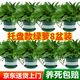 雙盟綠蘿盆栽除甲醛花卉綠植辦公室180款加侖托盤(pán)盆8盆裝源頭直發(fā)