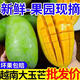 爆甜青玉芒10斤裝現(xiàn)摘水果特大芒果當季新鮮甜多汁心玉芒整箱批發(fā) 2.7-3斤(單果200-500g)