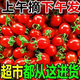 正宗釜山88小番茄千禧圣女果新鮮5斤現摘現發(fā)應季櫻桃柿子代餐蔬C 5斤 圣女果【帶箱甄選裝】