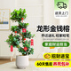 愛優(yōu)尚金錢榕招財(cái)搖錢樹盆栽辦公室客廳室內(nèi)大綠植盆景喬遷開業(yè)源頭直發(fā)