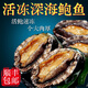 ANSON鮑魚(yú)鮮活特大5頭鮑魚(yú)冷凍 鮑魚(yú)