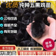 小雞活苗小雞仔土雞苗三黃雞苗五黑雞蘆花雞綠殼蛋雞苗 五黑雞苗(30只裝)打好疫苗