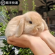 寵物侏儒兔子活物長(cháng)不大迷你兔兒童好養宿舍寵物兔荷蘭垂耳兔活體 18號黃色垂耳兔(公母備注)