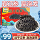 三只海豚干海參 大連海參干貨淡干遼參刺海參國標高泡發(fā)海產(chǎn)13-16只/50g