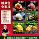 云峰海瑞 觀賞螺水族活體缸壁除藻螺魚缸除藻清淤活化床底 糖果色全家福