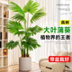花財(cái)主大型綠植各種大型盆栽發(fā)財(cái)樹金錢樹榕樹流泉楓辦公室內(nèi)盆景好養(yǎng)活 大葉蒲葵1.4-1.5m【圓柱盆】托盤