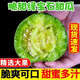 千園九味東北綠寶甜瓜水果新鮮現貨綠寶香瓜果新鮮水果生鮮 脆甜多汁 凈重4.5斤【單果180g+】