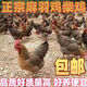 正宗清遠麻羽雞活苗綠殼蛋雞苗純種麻羽土雞土雞活苗小雞脫溫雞苗 半斤左右麻羽10只【10母】