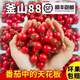 順豐正宗釜山88玲瓏小番茄千禧果3/5斤圣女果櫻桃小番茄甜整箱mm 5斤整箱