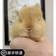 寵物侏儒兔子活物長(cháng)不大迷你兔兒童好養宿舍寵物兔荷蘭垂耳兔活體 26黃侏儒兔雙血統(公母備注)