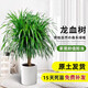 沭之美龍須樹龍血樹大型綠植盆栽龍須樹獨桿多頭70-80cm不含盆 源頭直發(fā)