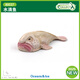 COLLECT英國CollectA我你他海洋兒童認知動(dòng)物模型玩具80037水滴魚(yú)2025 80037水滴魚(yú)