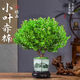 泰西絲小葉赤楠盆景盆栽綠植擺件+山水陶瓷盆+苔蘚+塑料方托 源頭直發(fā)