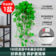 綠蘿吊蘭水培盆栽室內除甲醛長(cháng)藤綠籮垂吊植物新房去甲醇凈化空氣 精品壁掛款1盆（藤長(cháng)50~60cm）