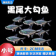 黑尾大勾魚(yú)網(wǎng)紅群游魚(yú)活體淡水大號黑尾燈魚(yú)小型熱帶魚(yú)觀(guān)賞魚(yú)批發(fā) 【小號】2cm左右黑尾大勾30送8